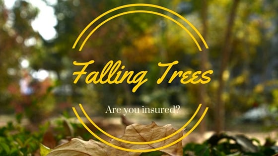 Falling Trees | Peak Construction | The Hudson Valley
